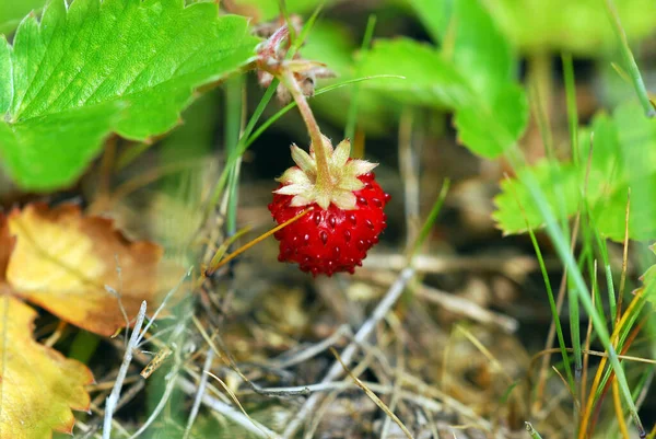 Wild Strawberry Red Fruit Food Royalty Free Stock Photos