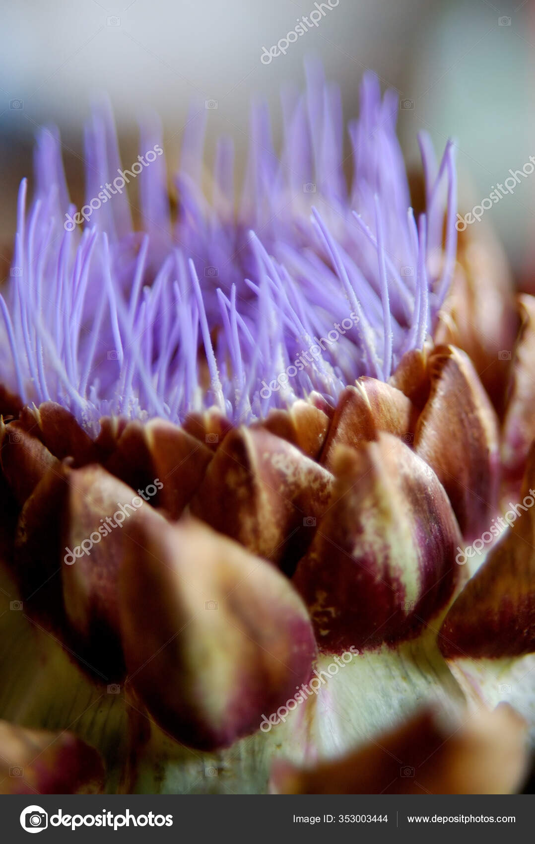 Did You Know Artichokes Belong Genus Thistles Edible Buds Blue Stock