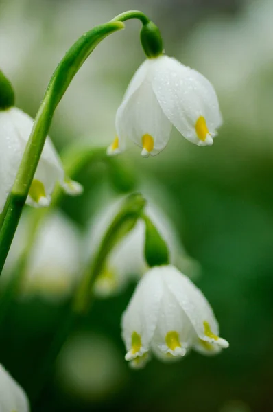 Białe Wiosenne Kwiaty Polu — Zdjęcie stockowe