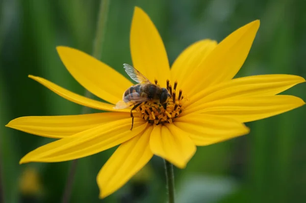 Mädchenauge Mit Biene — Stockfoto