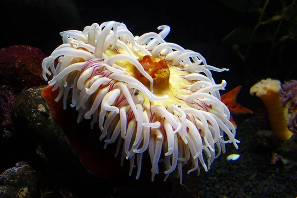 The fish-eating sea dahlia (Urticina piscivora) is a sea anemone from the cold,northeastern Pacific Ocean on the east coast of North America. She lives there at depths of 1 to 30 meters,pinned to rocks or tangents.  Urticina piscivora is the largest