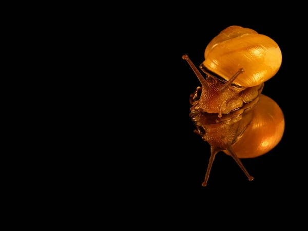 Caracol Hélice Pomatia Molusco Invertebrado —  Fotos de Stock