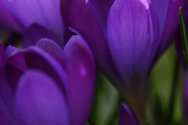 Krokus Krokusblüten Blütenblätter Der Frühlingsflora — Stockfoto