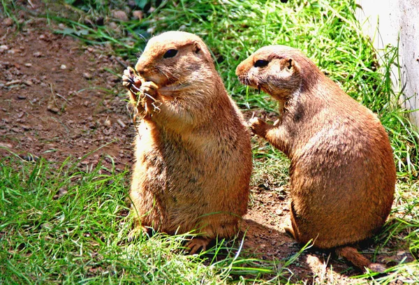 Prateria Cane Animali Selvatici Genere Cynomys Criceto — Foto Stock