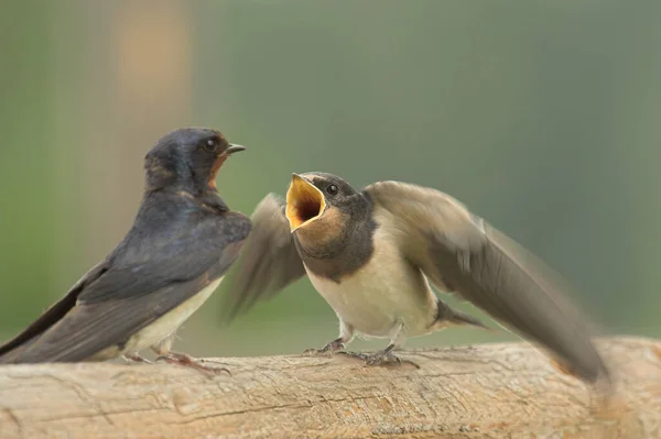 Hello Everyone Could Observe Swallow Family Feeding Here Result Also — Stock Photo, Image