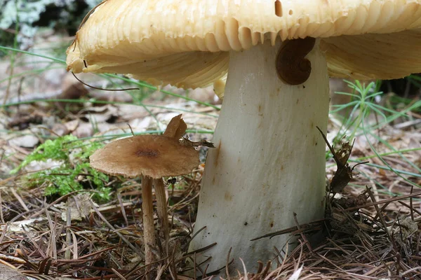 Mushroom Forest — Stock Photo, Image