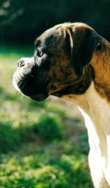 Porträt Eines Süßen Hundes — Stockfoto