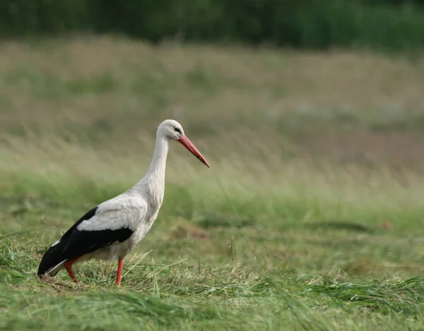 Aussichtsreiche Aussicht Auf Weißstorch Wilder Natur — Stockfoto