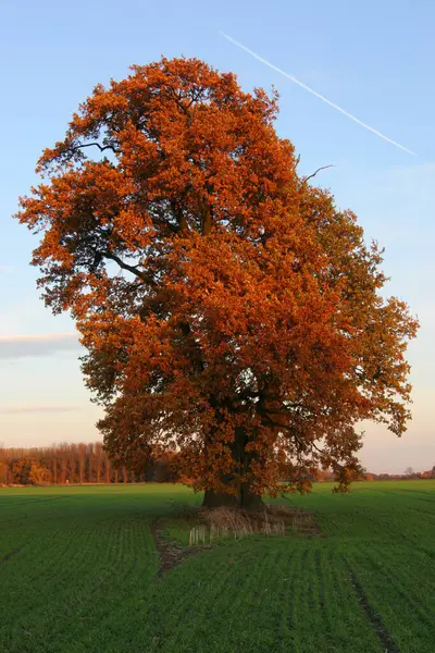 나무와 나뭇잎으로 뒤덮인 — 스톡 사진