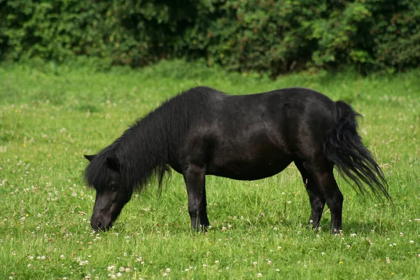 Cute Horse Wild Nature — Stock Photo, Image