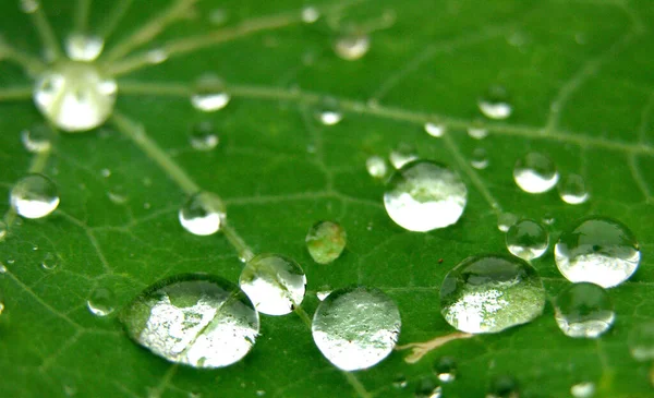 Gotas Agua Hoja Planta —  Fotos de Stock