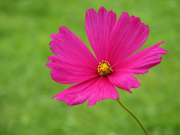 Hermosas Flores Fondo Concepto Floral — Foto de Stock