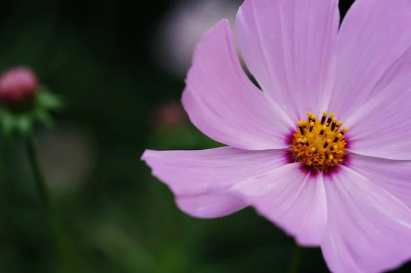 Vacker Botanisk Skott Naturliga Tapeter — Stockfoto