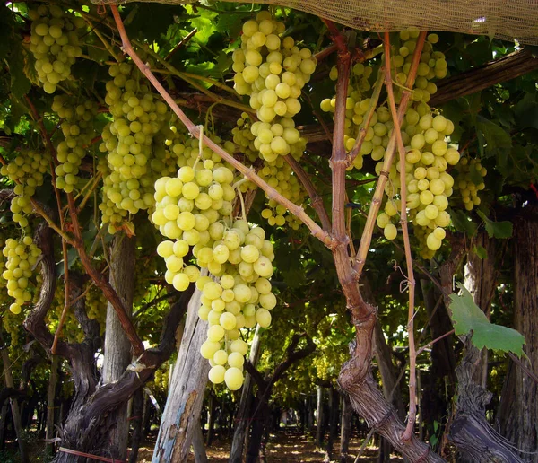 Trauben Wachsen Auf Dem Weinberg — Stockfoto