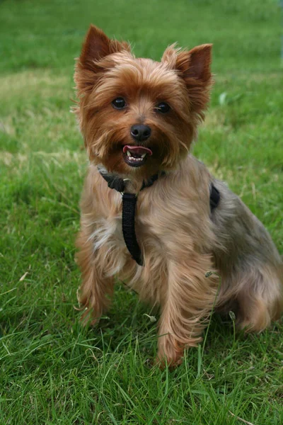 Porträt Eines Süßen Hundes — Stockfoto