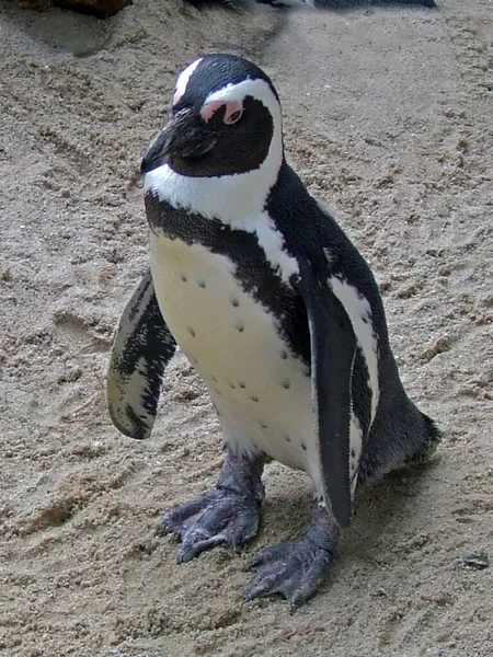 Colônia Pinguins Boulders Beach África Sul — Fotografia de Stock