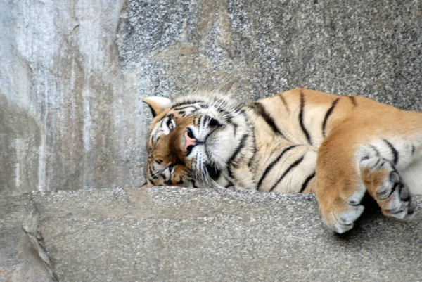 Tigre Rayado Animal Depredador Salvaje Gato — Foto de Stock