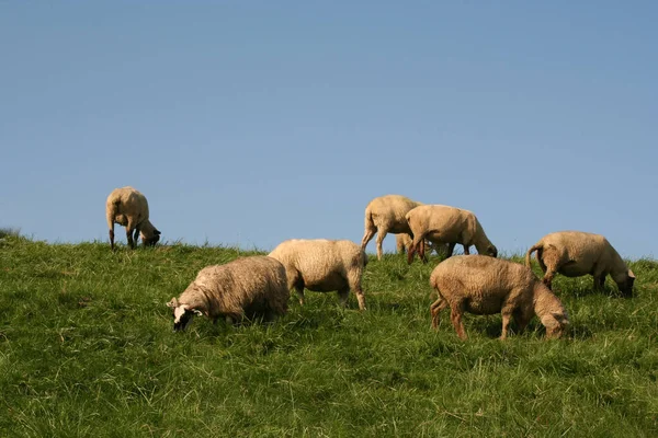 Zwei Schafe Den Bergen — Stockfoto