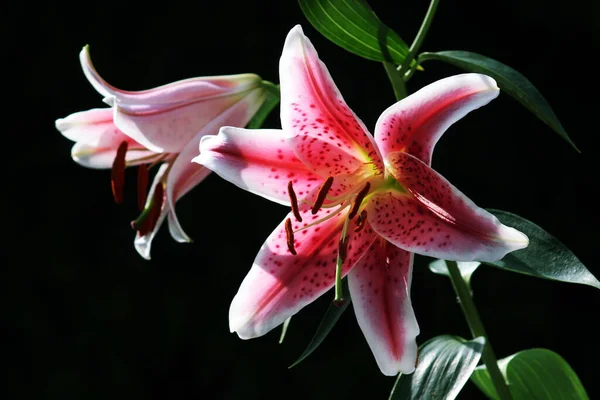 Красива Ботанічна Флора Пелюстки Квітки Лілії — стокове фото
