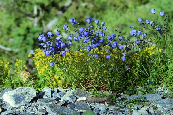 Flores Del Prado Hermoso Verano Flora Follaje — Foto de Stock