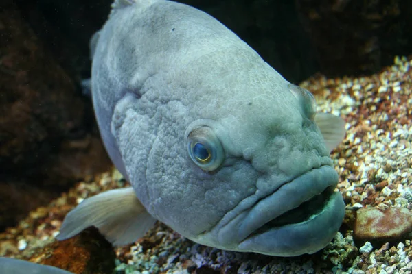 Szenischer Blick Auf Die Unterwasserwelt — Stockfoto