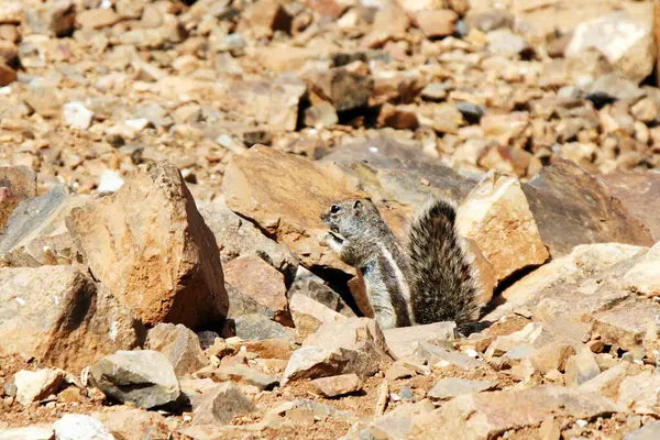 リス動物で面白いげっ歯類 — ストック写真