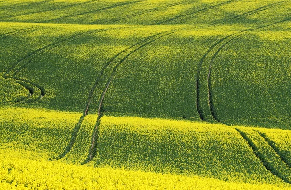 Campagna Agricoltura Campo Paesaggio — Foto Stock