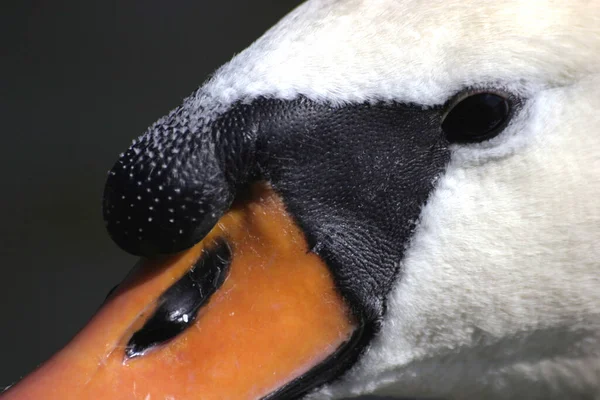 Navzdory Tipům Které Jsem Dostal 039 Nepodařilo Dostat Pozadí Jasnější — Stock fotografie