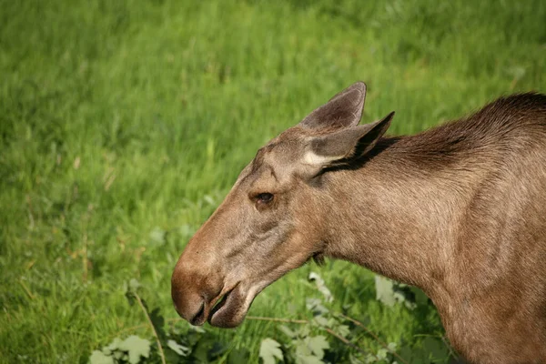 Alce Bruna Animale Alce — Foto Stock