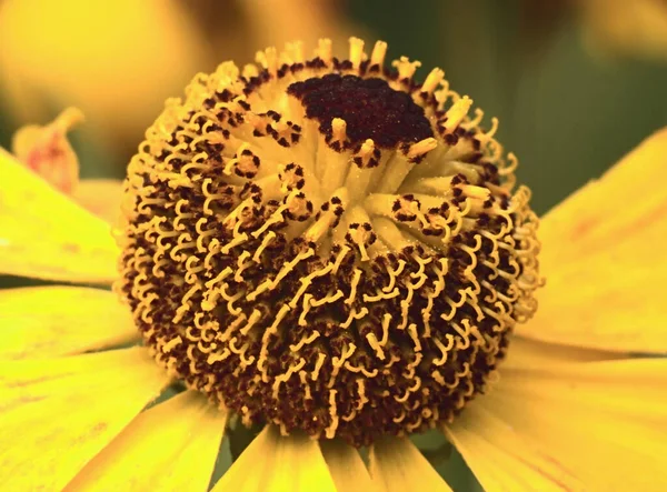 Желтые Лепестки Подсолнечника Полевая Флора — стоковое фото