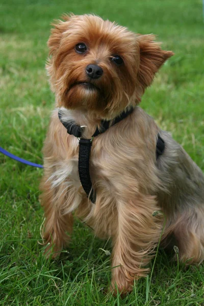 Perro Yorkshire Aterrador Sobre Hierba Verde —  Fotos de Stock