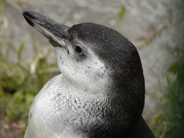 Колонія Пінгвінів Пляжі Боулдерс Південній Африці — стокове фото
