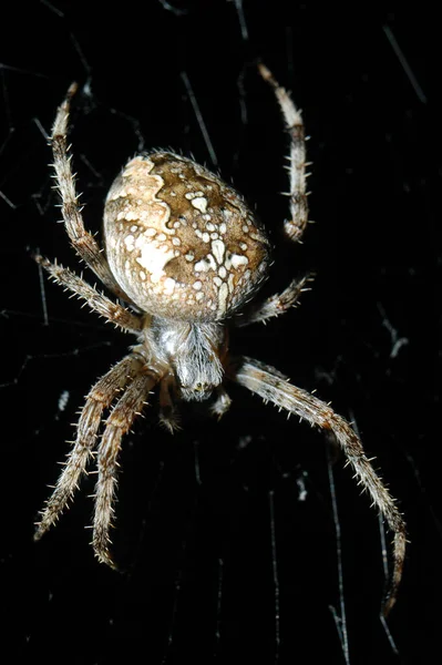 Αράχνη Εντομοπαγίδα Ζώο — Φωτογραφία Αρχείου