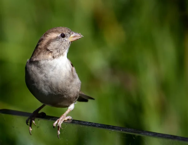 Szenischer Blick Auf Niedlichen Sperling Vogel — Stockfoto