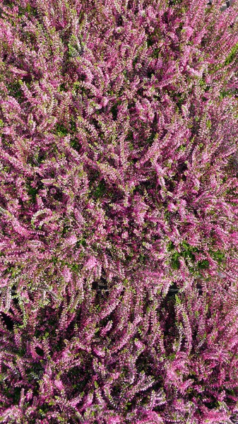 Mooi Botanisch Schot Natuurlijk Behang — Stockfoto