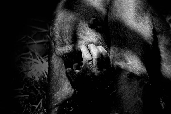 Πίθηκος Είναι Ένα Κοινό Όνομα Που Μπορεί Αναφέρεται Ομάδες Είδη — Φωτογραφία Αρχείου