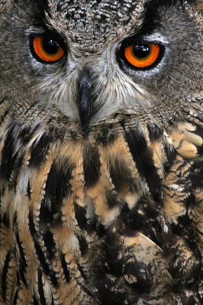 Bird Watching Cute Bird Wild Nature — Stock Photo, Image