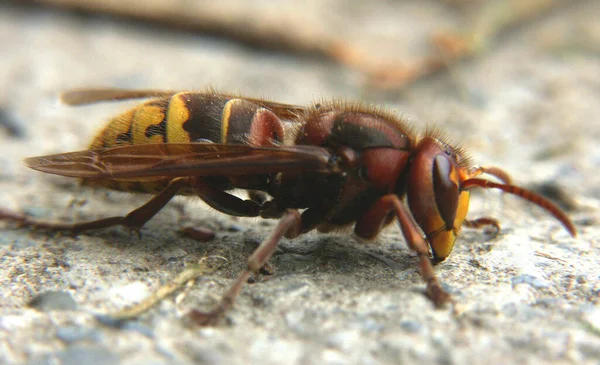 Primer Plano Error Naturaleza Salvaje — Foto de Stock