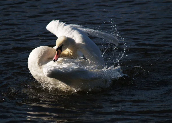 Divertimento Acqua — Foto Stock