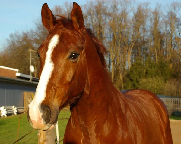 Lindo Caballo Naturaleza Salvaje — Foto de Stock