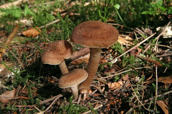 Verschiedene Zutaten Selektiver Fokus — Stockfoto