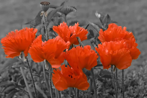 Veldflora Papaver Gloeier Plantkunde Concept — Stockfoto