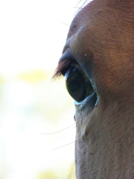 昼間は屋外の馬 — ストック写真