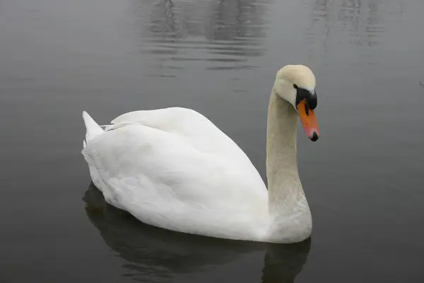 Cisne Agua —  Fotos de Stock