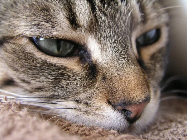 Härlig Liten Fluffig Katt — Stockfoto