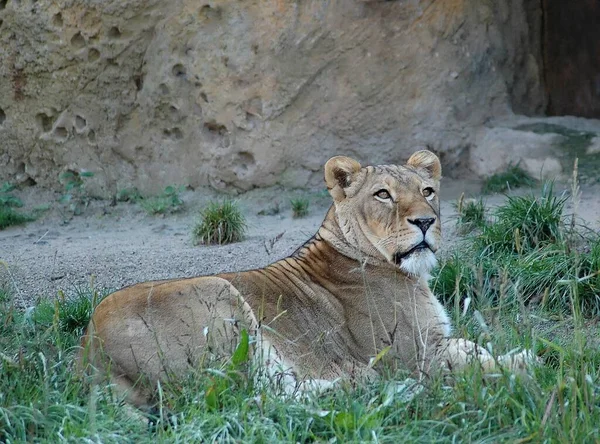 Primer Plano Los Animales Zoológico — Foto de Stock