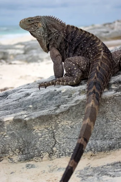 Iguana Silvestre Reptil — Foto de Stock