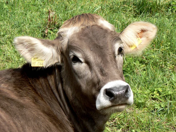 Happy Curious Young Cattle — Stock Photo, Image