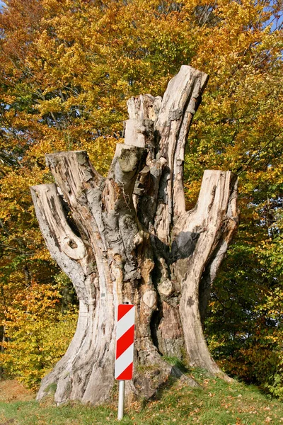 Δέντρο Κούτσουρο Μιας Γιγαντιαίας Οξιάς — Φωτογραφία Αρχείου
