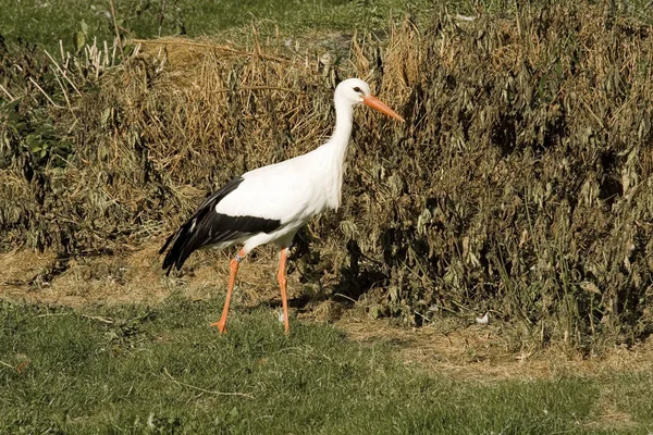 Aussichtsreicher Blick Auf Den Schönen Storchvogel Der Natur — Stockfoto